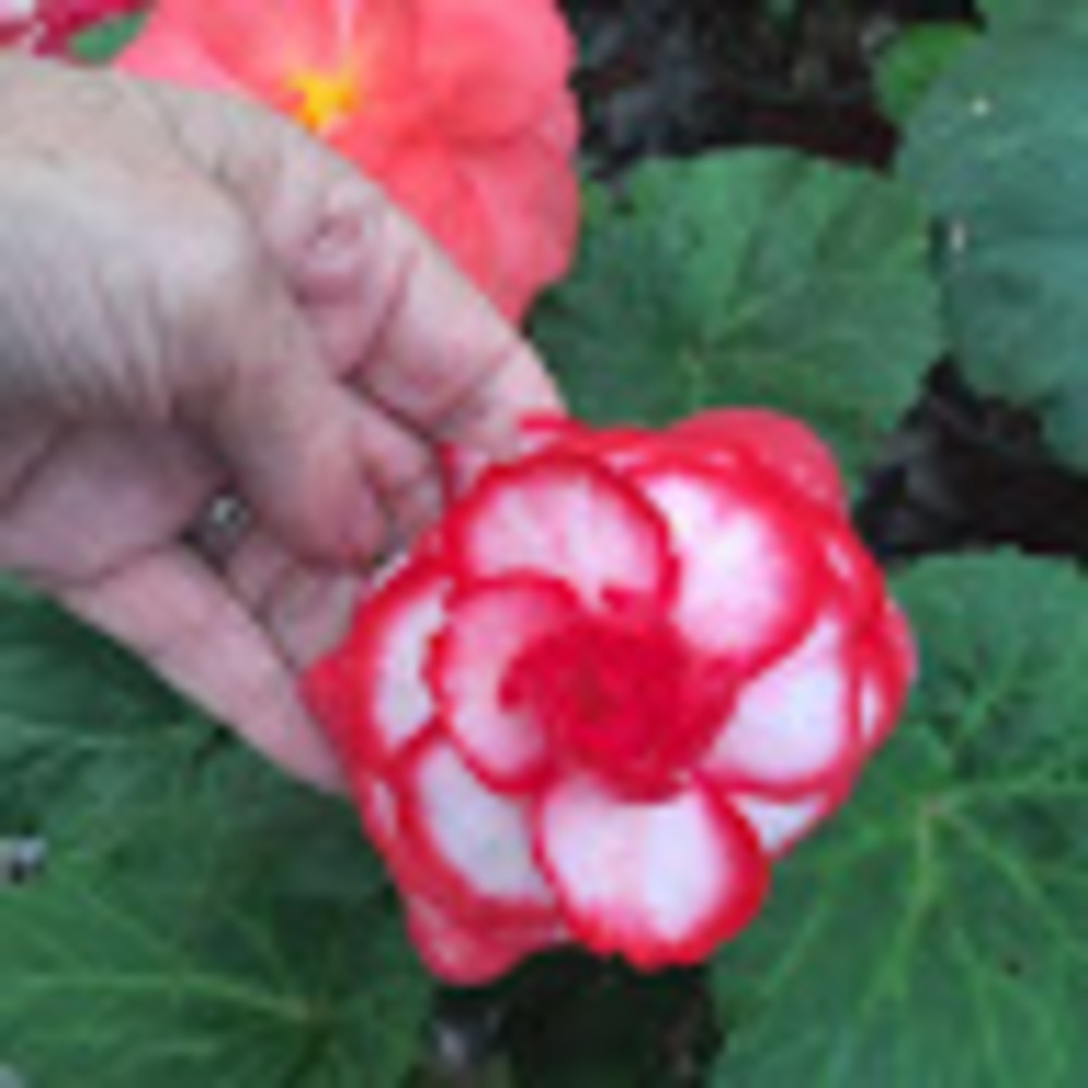 Meet your Posher, Alex